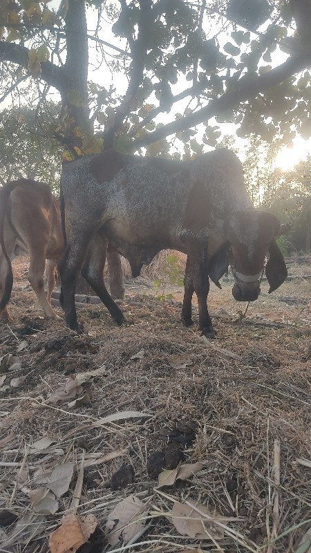 બળદ વેંચવા ના છ...