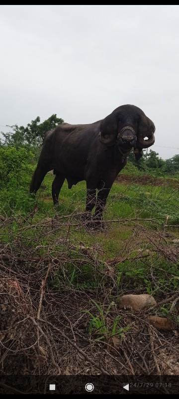 પાડો વેચવાનો છે