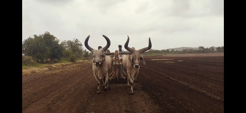 વેચવા ના છે