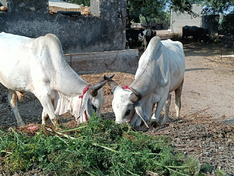 બળદ