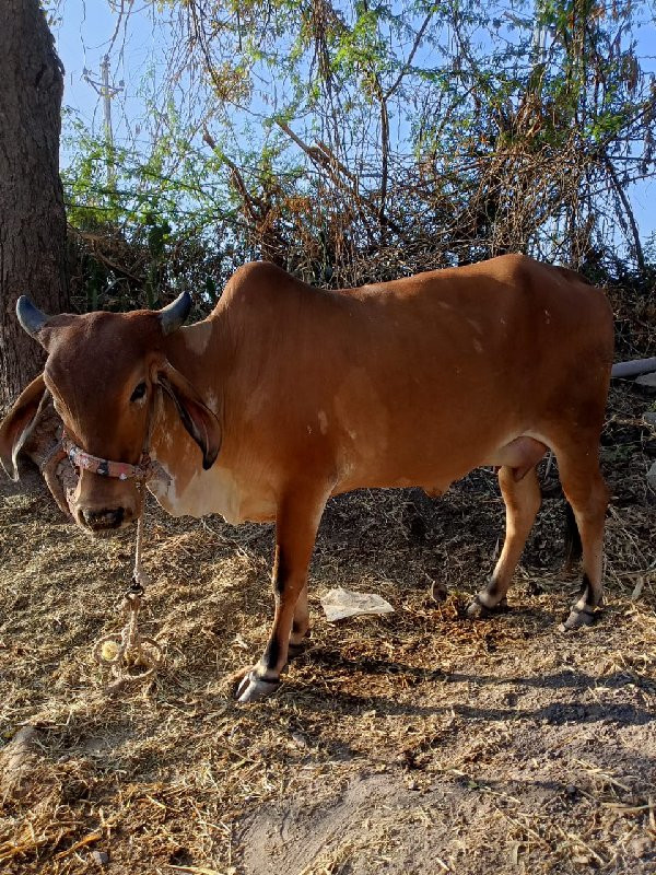 હોળકી વેચવા ની...