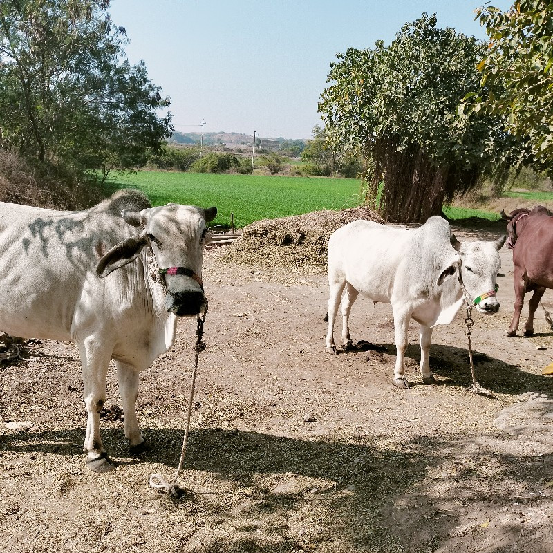 ગોધલા