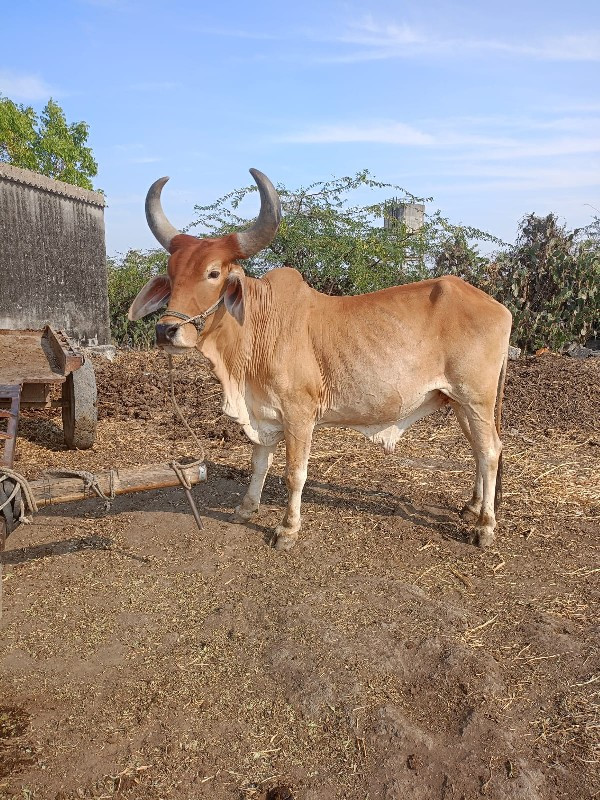 ગોઢલો વેચવા નો...