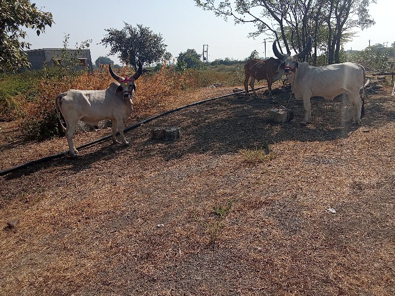 બળદ વેચવાના છે