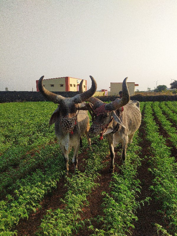 બળદ વેચવાના છે