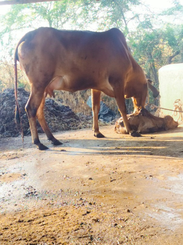 ગાય દેવાનિછે