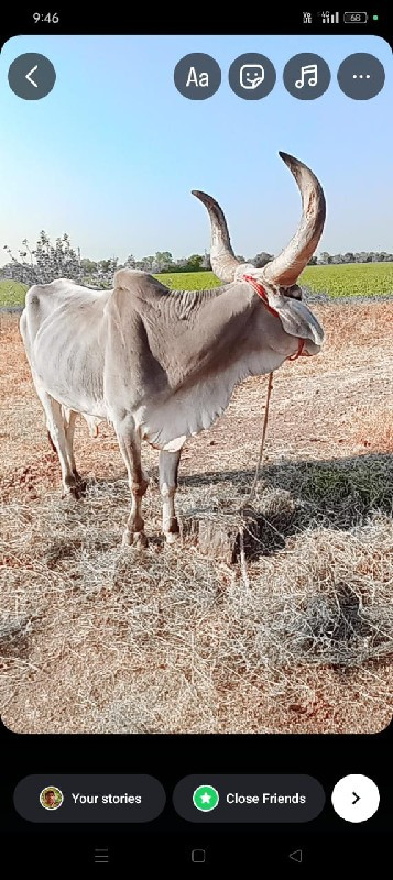 બળદ વેચવાનો છે...