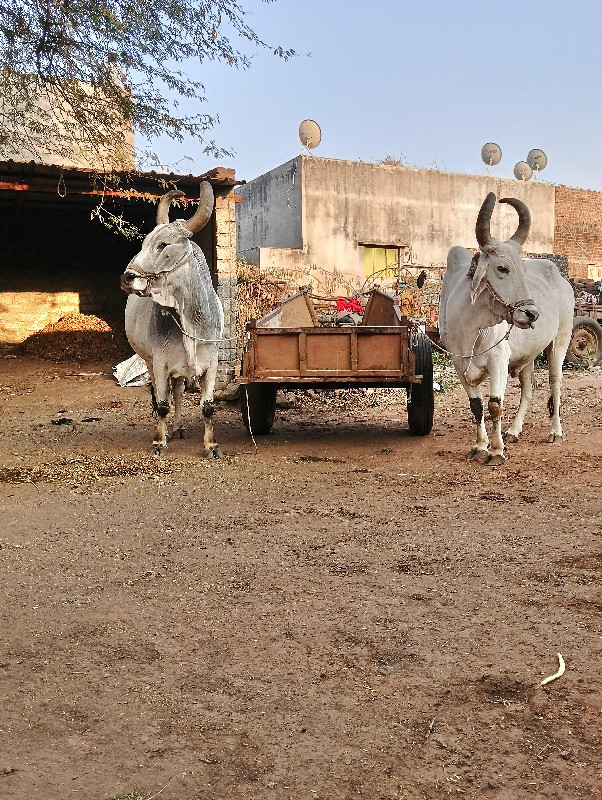 ગામ કોટડા સાંગા...