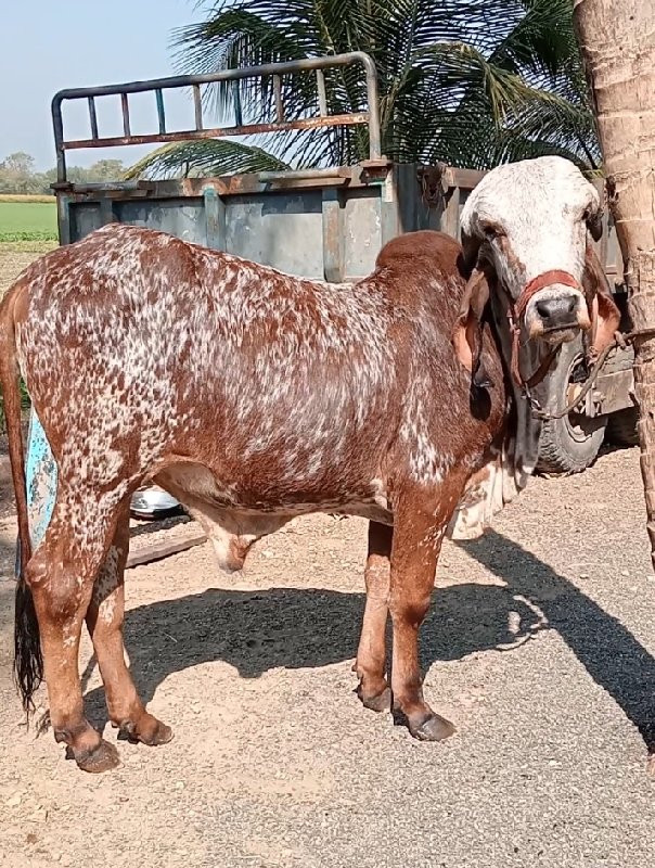 ગીર ખુંટ વેચવાન...