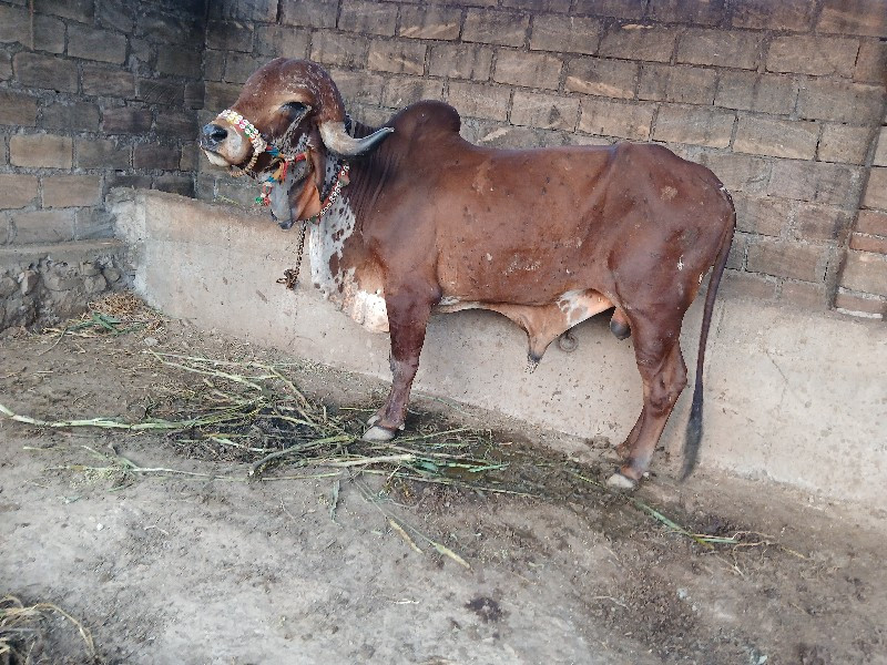 GIR COW