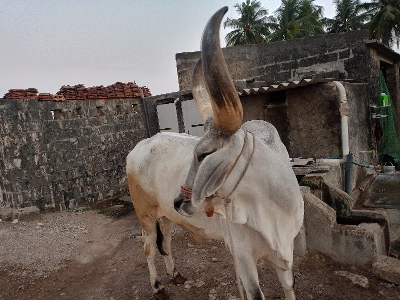 બળદ વેચવાનો છે