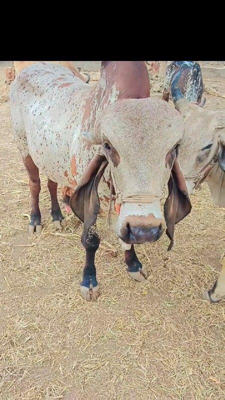 ધણ ખુટ વેસવા નો...