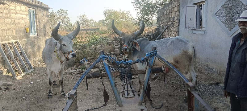 ગોઠલા