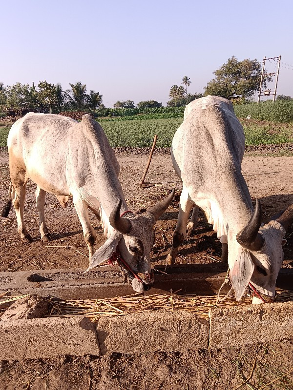 વડીયારા વાસડા વ...