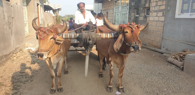 દેશી બળદ વેચવાન...