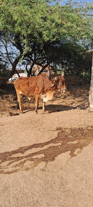 બડદ વેચવા નો છે