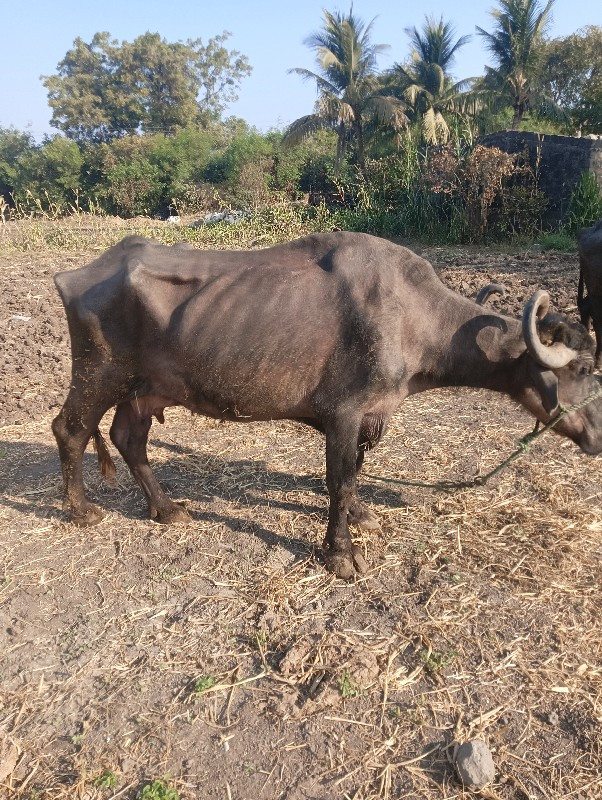 ભેંસ વેચવાની છે