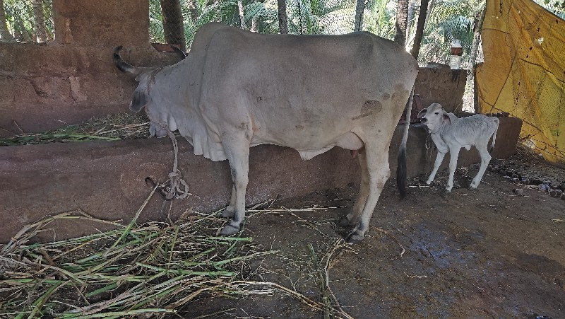 ગાય હારે ઘોડી લ...