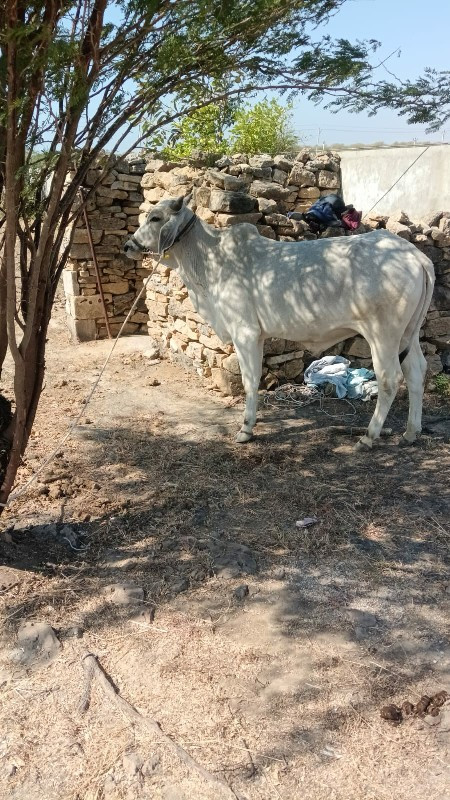 દેવભૂમિ દ્વારકા...