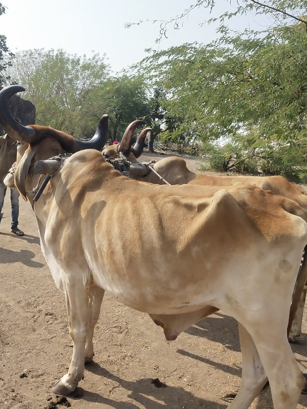 બળદ વેચવાના છે