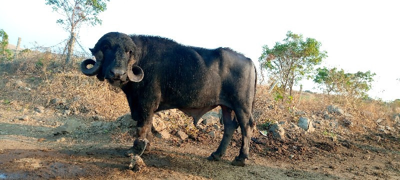 પાડો વેચવાનો છે...