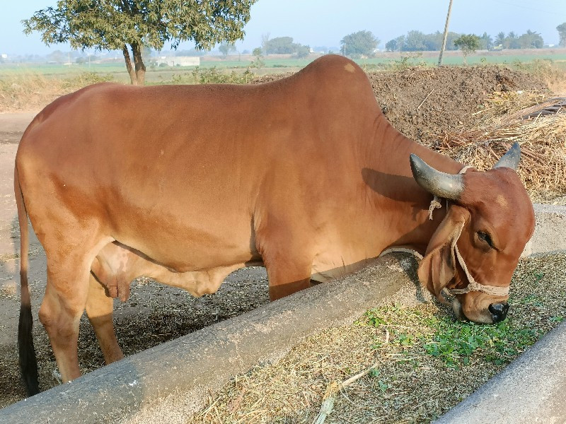 ગાય વેચવાની છે