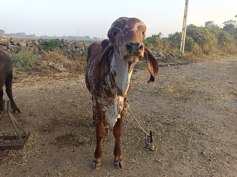 સારી ભાવનગર લાઇ...