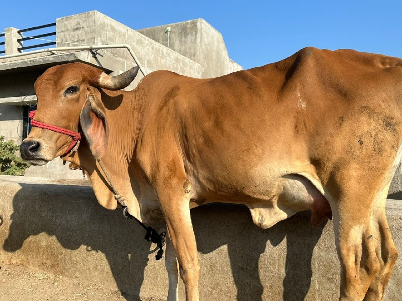 ગાય વેચવાની છે...