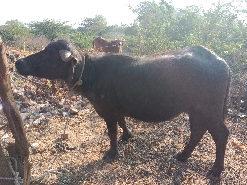 પાડી વેચવાની છે