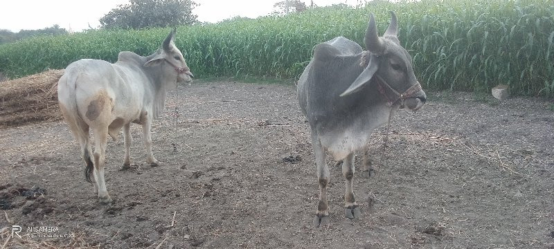 ગોધલા વેચવાના છ...