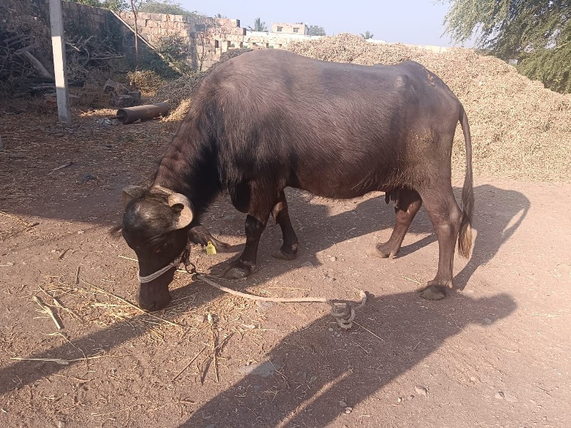 3 વેતર વીયાસે