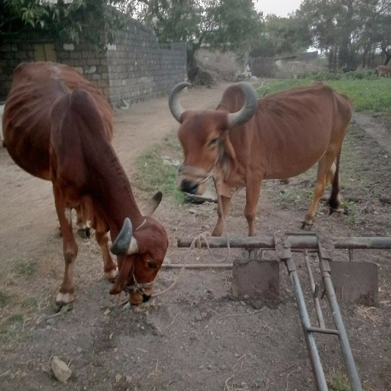 ગોઢલા વેચવાના છ...