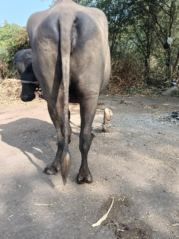 ખડેલી વેચવાની છ...