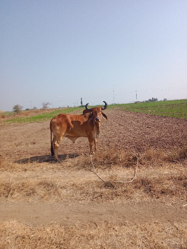 ઘોધલા વેચવા ના...