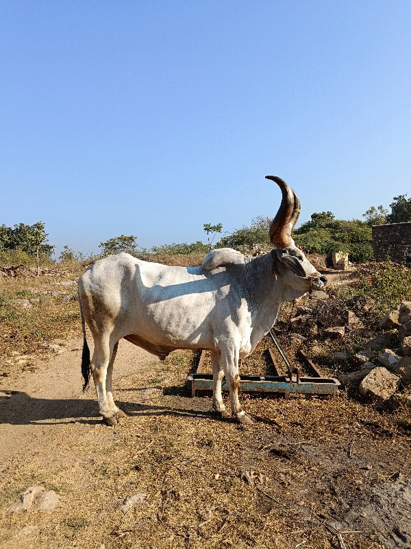 બળદ વેચવાનો છે