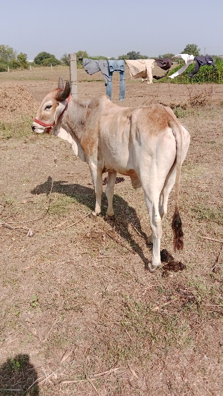 ગોઢલા વેચવા છે...