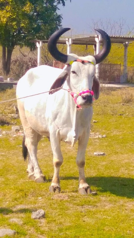 દેવીપુજક લે વેચ...