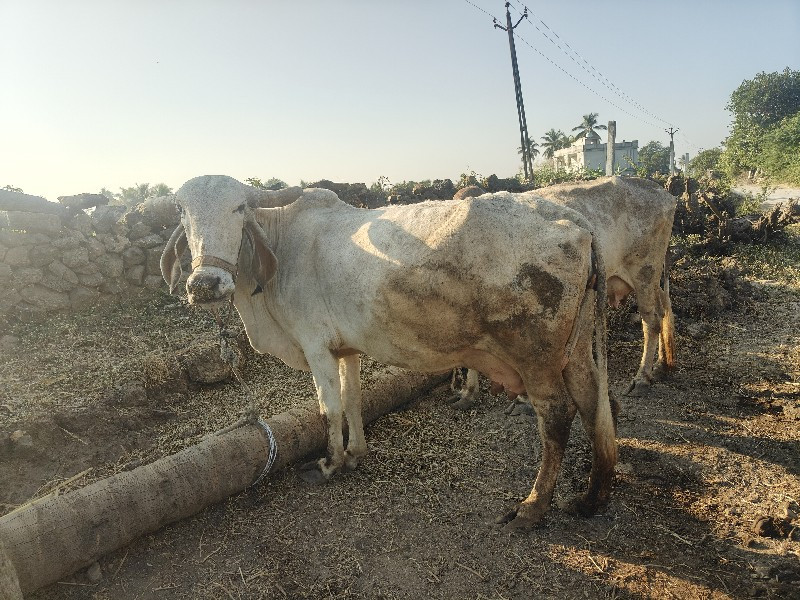 ગાય વેચવાની શે...