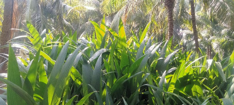 coconut plant 🌴...