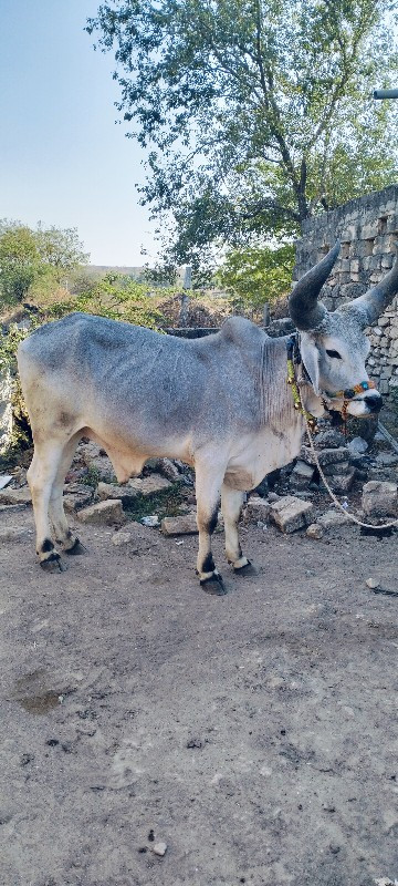 વાછડા