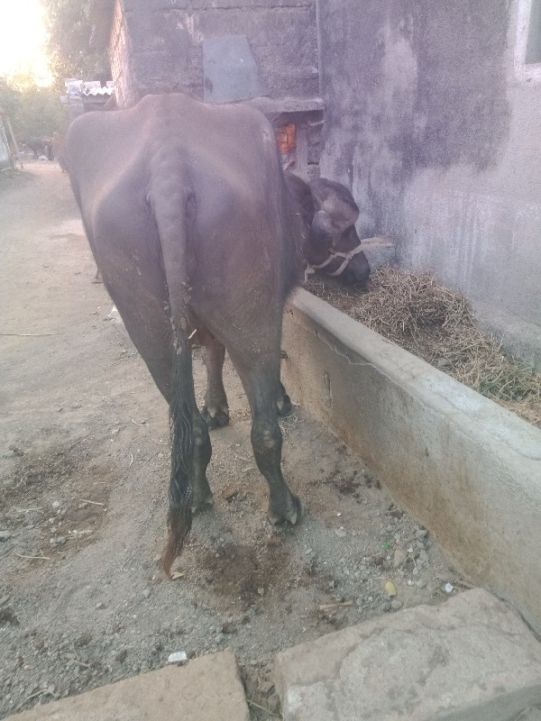 ખડેલુ