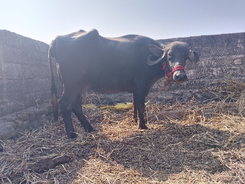 ખડેલી વેચવાની છ...