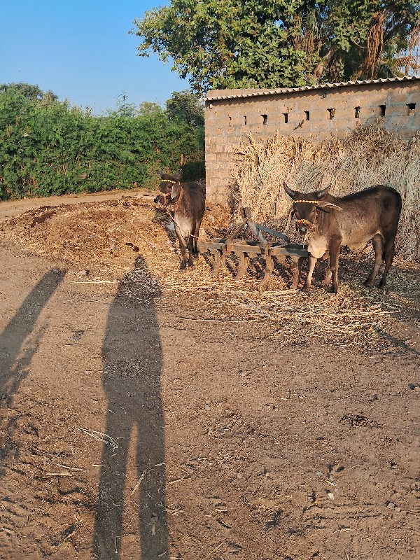 ગોઠલા વેશવાનાશૈ