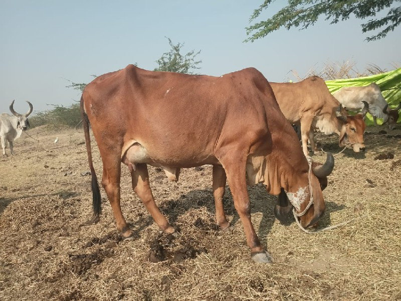 ગીર હોડકીછે