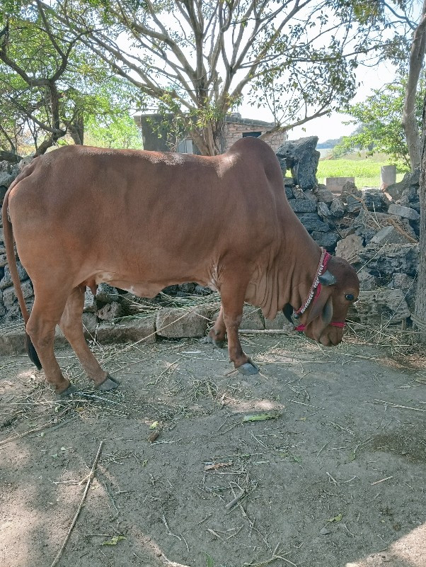 ગીર