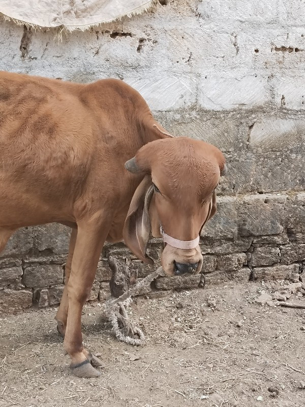 બે વર્ષની આપી દ...