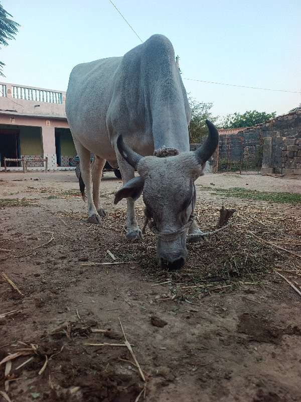 ગાય વેચવાની છે