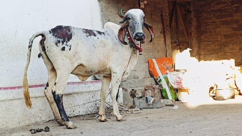 મીર રાજુભાઈ