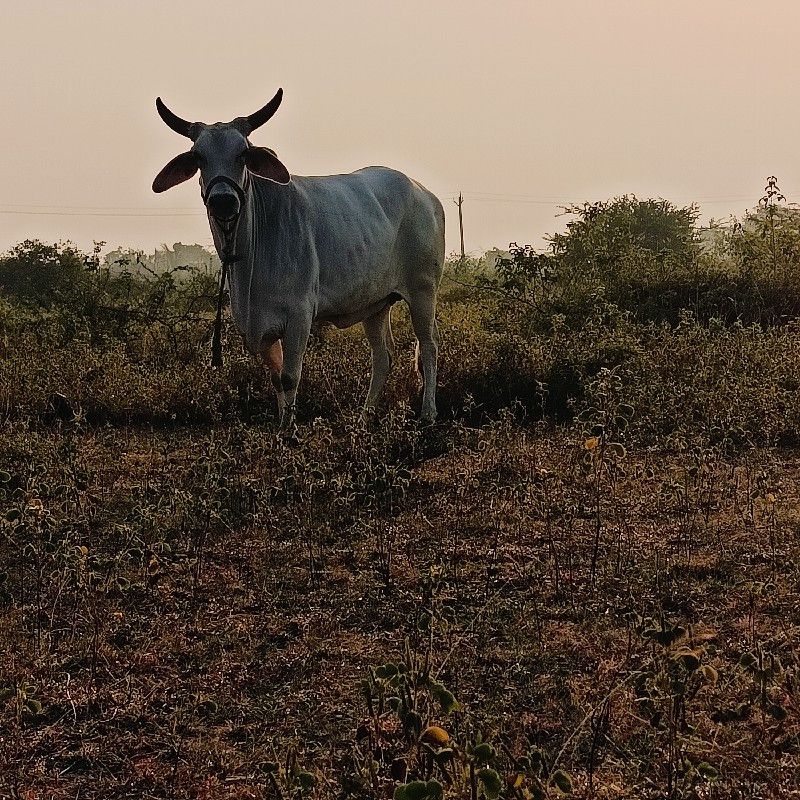 કાંકરેજ 1 વેતર...