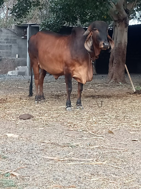 ગીર ગા